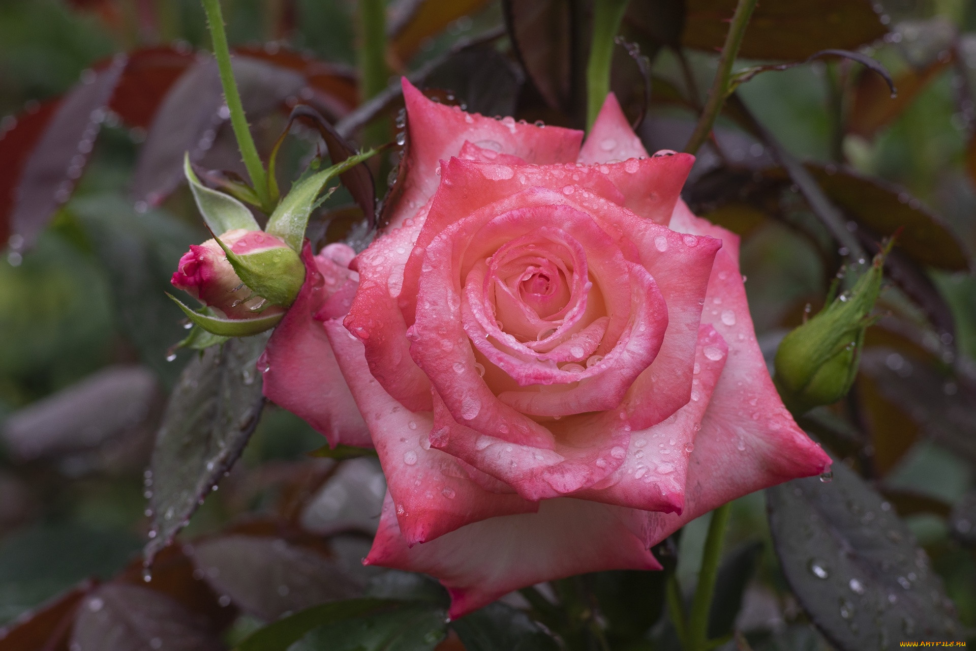 Розы двухцветные фото с каплями воды